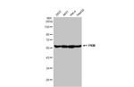 PKM2 Antibody in Western Blot (WB)