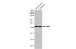 PKM2 Antibody in Western Blot (WB)