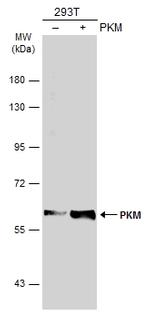 PKM2 Antibody in Western Blot (WB)