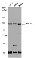 PUM2 Antibody in Western Blot (WB)