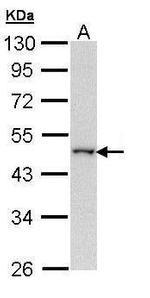 WWOX Antibody in Western Blot (WB)