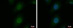 SNUPN Antibody in Immunocytochemistry (ICC/IF)