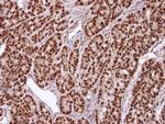 SNUPN Antibody in Immunohistochemistry (Paraffin) (IHC (P))