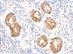 AMID Antibody in Immunohistochemistry (Paraffin) (IHC (P))