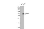 AMID Antibody in Western Blot (WB)