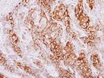 RAI3 Antibody in Immunohistochemistry (Paraffin) (IHC (P))