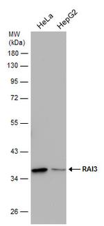 RAI3 Antibody in Western Blot (WB)