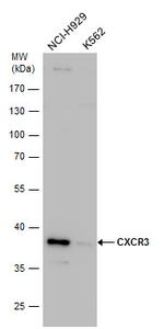 CXCR3 Antibody in Western Blot (WB)