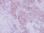 Opsin 3 Antibody in Immunohistochemistry (Paraffin) (IHC (P))