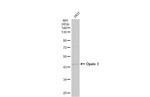 Opsin 3 Antibody in Western Blot (WB)