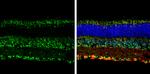 Opsin 3 Antibody in Immunohistochemistry (Frozen) (IHC (F))