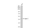 Opsin 3 Antibody in Western Blot (WB)