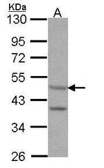 HTR7 Antibody in Western Blot (WB)