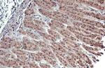 ESRRA Antibody in Immunohistochemistry (Paraffin) (IHC (P))