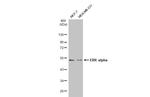 ESRRA Antibody in Western Blot (WB)