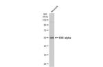 ESRRA Antibody in Western Blot (WB)