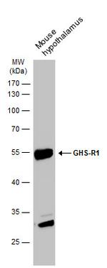 GHSR Antibody in Western Blot (WB)