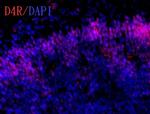 D4 Dopamine Receptor Antibody in Immunohistochemistry (Frozen) (IHC (F))