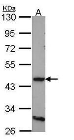 D4 Dopamine Receptor Antibody in Western Blot (WB)