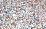 GPRC5C Antibody in Immunohistochemistry (Paraffin) (IHC (P))