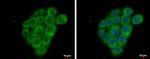 FSHR Antibody in Immunocytochemistry (ICC/IF)