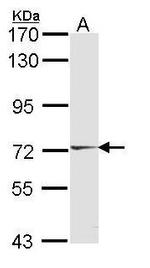 HUNK Antibody in Western Blot (WB)