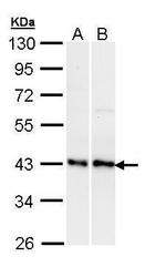 EDG2 Antibody in Western Blot (WB)