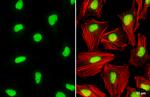 Histone H2A.X Antibody in Immunocytochemistry (ICC/IF)