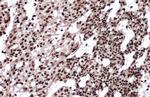 Histone H2A.X Antibody in Immunohistochemistry (Paraffin) (IHC (P))