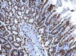 Histone H2A.X Antibody in Immunohistochemistry (Paraffin) (IHC (P))