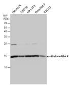 Histone H2A.X Antibody in Western Blot (WB)