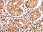 alpha TTP Antibody in Immunohistochemistry (Paraffin) (IHC (P))