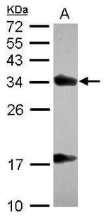 alpha TTP Antibody in Western Blot (WB)