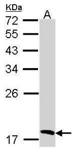 Flavin reductase Antibody in Western Blot (WB)