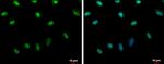 Histone H2A.X Antibody in Immunocytochemistry (ICC/IF)