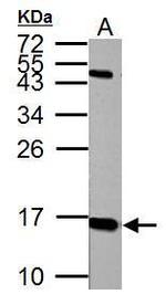 Histone H2A.X Antibody in Western Blot (WB)