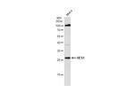 HES1 Antibody in Western Blot (WB)