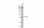 HES1 Antibody in Western Blot (WB)