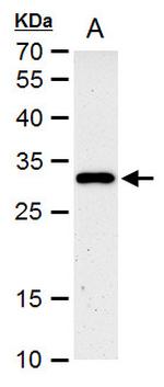 HES1 Antibody in Western Blot (WB)