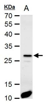 HES1 Antibody in Western Blot (WB)