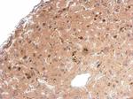 Syntenin 1 Antibody in Immunohistochemistry (Paraffin) (IHC (P))