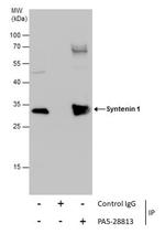 Syntenin 1 Antibody in Immunoprecipitation (IP)