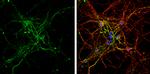 BMP9 Antibody in Immunocytochemistry (ICC/IF)