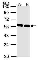 BMP9 Antibody in Western Blot (WB)