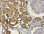 CXCL14 Antibody in Immunohistochemistry (Paraffin) (IHC (P))