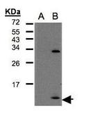 CXCL1 Antibody in Western Blot (WB)