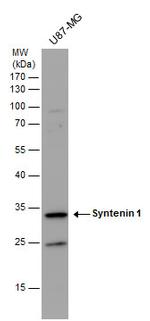 Syntenin 1 Antibody in Western Blot (WB)