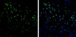 Syntenin 1 Antibody in Immunohistochemistry (Frozen) (IHC (F))