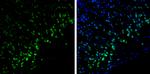 Syntenin 1 Antibody in Immunohistochemistry (Frozen) (IHC (F))