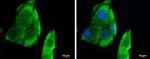 CXCL13 Antibody in Immunocytochemistry (ICC/IF)